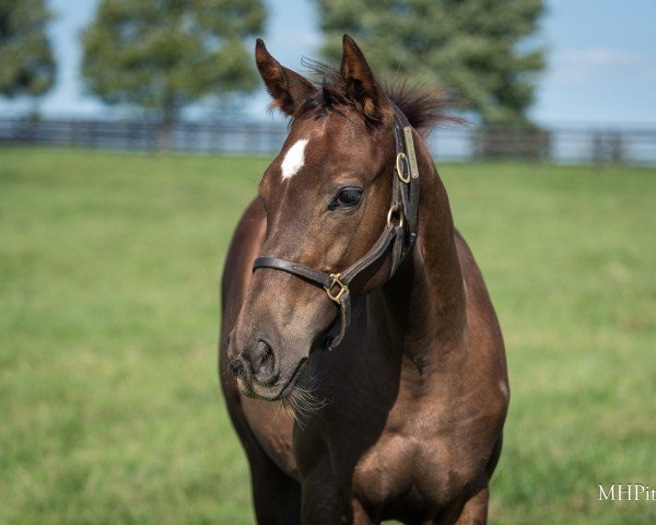 foal by Stute von justify xx (Thoroughbred, 2024, from Justify xx)