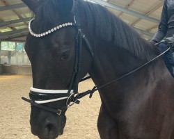 dressage horse Denciero (Hanoverian, 2018, from Dancier)