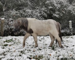 Pferd Amorelie vom Gothensee (Dt.Part-bred Shetland Pony, 2023, von Anton vom Rindergraben)