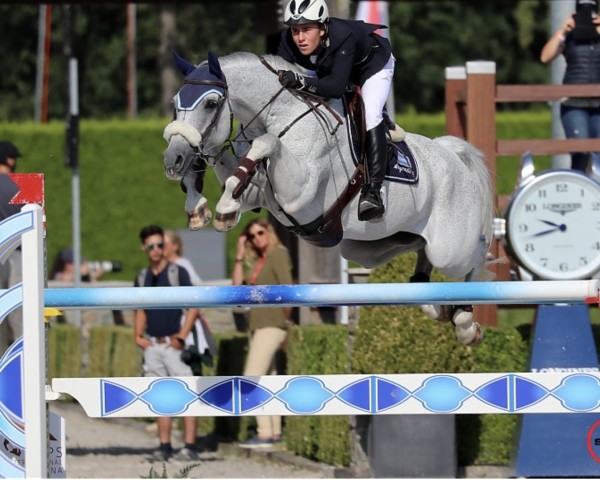 jumper Contiki (Swedish Warmblood, 2006, from Contendro I)