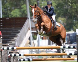 broodmare Uringa Z (Zangersheide riding horse, 2008, from Udarco van Overis)