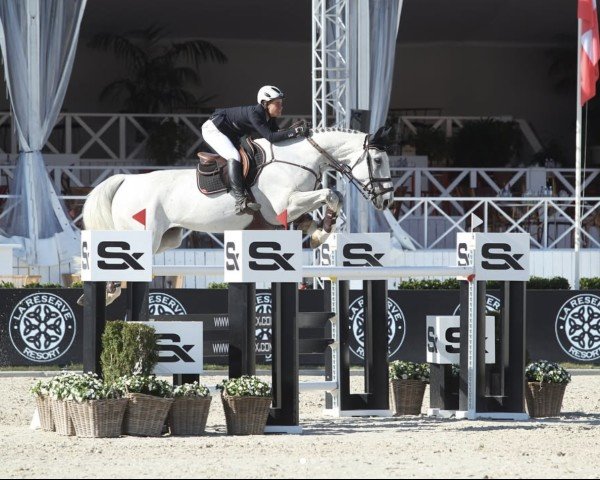 jumper Clever v't Wulverhof Z (Zangersheide riding horse, 2009, from VDL Cardento 933)