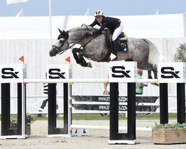 jumper Louis Z (Zangersheide riding horse, 2011, from Levisto Z)