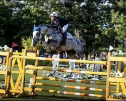 jumper Don't Worry Z (Zangersheide riding horse, 2007)