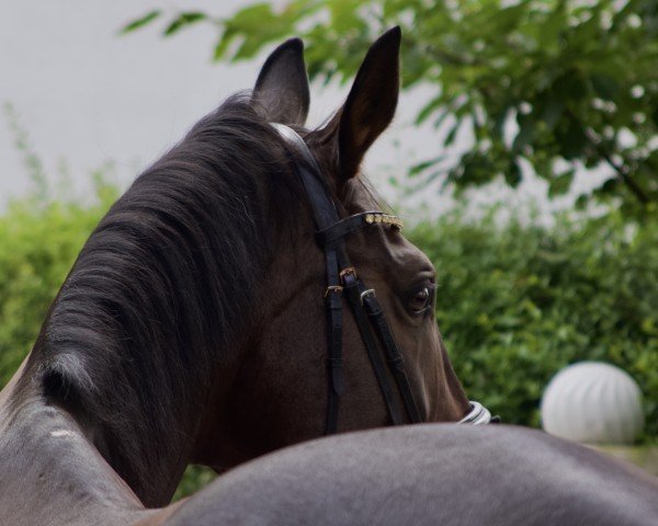 dressage horse Florian Dancer (Oldenburg, 2014, from Fürstenball)