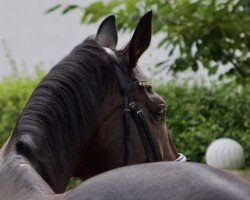 dressage horse Florian Dancer (Oldenburg, 2014, from Fürstenball)