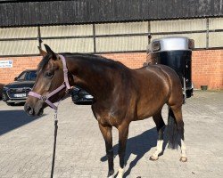 dressage horse Flavis Favini (Westphalian, 2019, from Flavis)