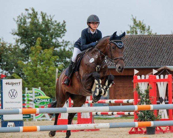 jumper Alentejo Z (Zangersheide riding horse, 2013, from Action-Breaker)