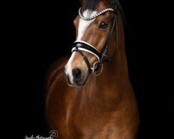 dressage horse Champ of Dance 3 (Dutch Pony, 2011, from FS Champion de Luxe)