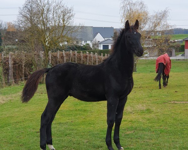 foal by Colorado (German Sport Horse, 2024, from Comme Prevu)