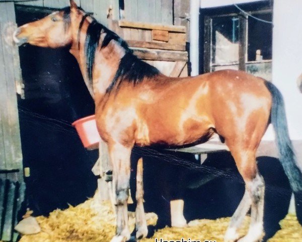 horse HAASHIM ox (Arabian thoroughbred, 1994, from Kassad ox)