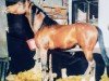 horse HAASHIM ox (Arabian thoroughbred, 1994, from Kassad ox)