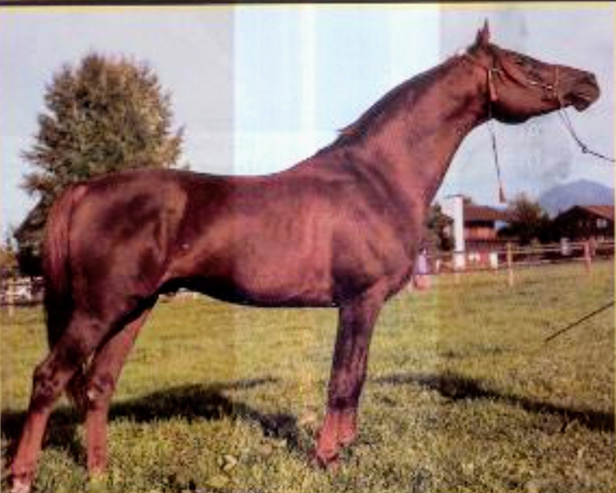 stallion Kauri ox (Arabian purebred, 1974, from Kilimandscharo 1968 ox)