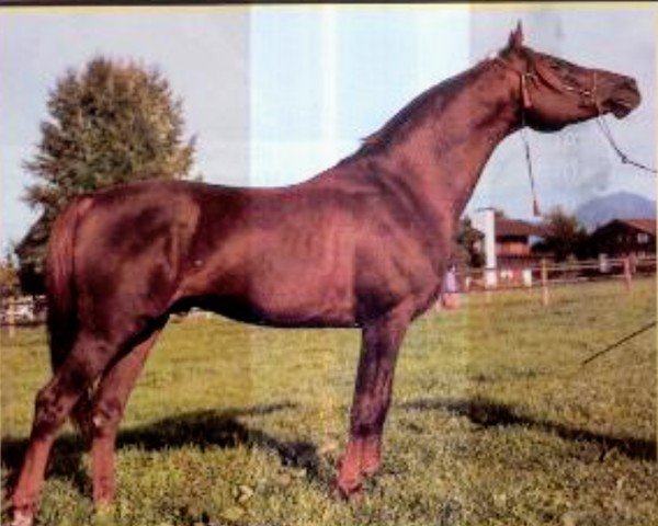 stallion Kauri ox (Arabian thoroughbred, 1974, from Kilimandscharo 1968 ox)