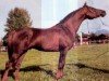 stallion Kauri ox (Arabian thoroughbred, 1974, from Kilimandscharo 1968 ox)