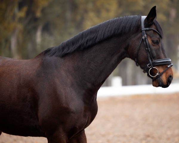 dressage horse Delano 123 (Westphalian, 2015, from De Quidam)