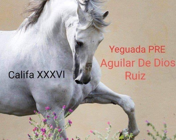 stallion Califa XXXVI (Pura Raza Espanola (PRE), 1997, from Lego)