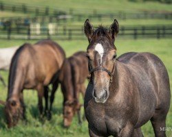 horse Hengst von Into Mischief xx (Thoroughbred, 2023, from Into Mischief xx)