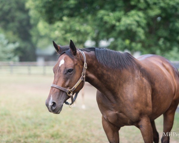 Pferd I´m Baffled xx (Englisches Vollblut, 2019, von Medaglia d'Oro xx)