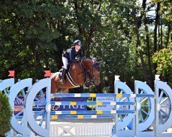 broodmare Muse de Bourguignon (Belgian Warmblood, 2012, from Action-Breaker)