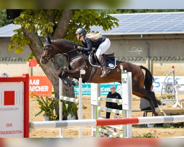 jumper Fürstin Rhaenyra (Hanoverian, 2016, from Fürst Belissaro)