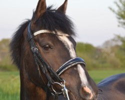 Springpferd Nabucco Rh (Deutsches Reitpony, 2009, von Neckar)