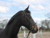 dressage horse Benita B (Oldenburg, 2015, from Buenos Dias 6)