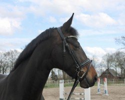 dressage horse Benita B (Oldenburg, 2015, from Buenos Dias 6)