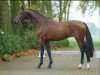 dressage horse Global Dancer S (Westphalian, 2022, from Global Player OLD)