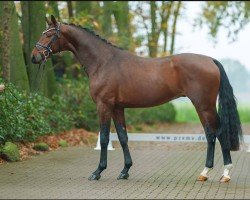 dressage horse Global Dancer S (Westphalian, 2022, from Global Player OLD)