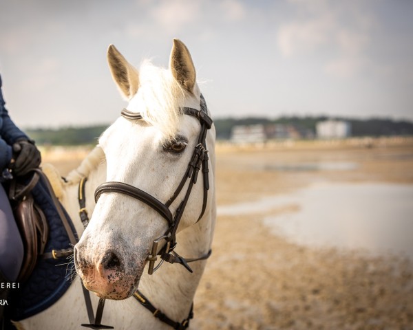 Springpferd Corclough Jerry (Connemara-Pony, 2009, von Anbally Storm)