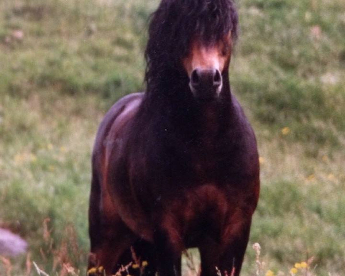stallion Hisley Pedlar (Dartmoor Pony, 1970, from Lammermuir Rambler)