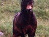 stallion Hisley Pedlar (Dartmoor Pony, 1970, from Lammermuir Rambler)