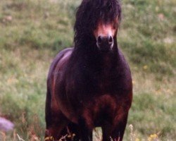 stallion Hisley Pedlar (Dartmoor Pony, 1970, from Lammermuir Rambler)