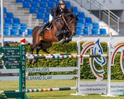 stallion Iron Dames Calvino II de Nyze Z (Zangersheide riding horse, 2014, from Calvaro Z)