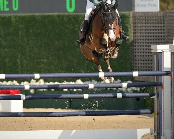 jumper Bosco de Lerzy (Selle Français, 2011, from Quite Easy I)