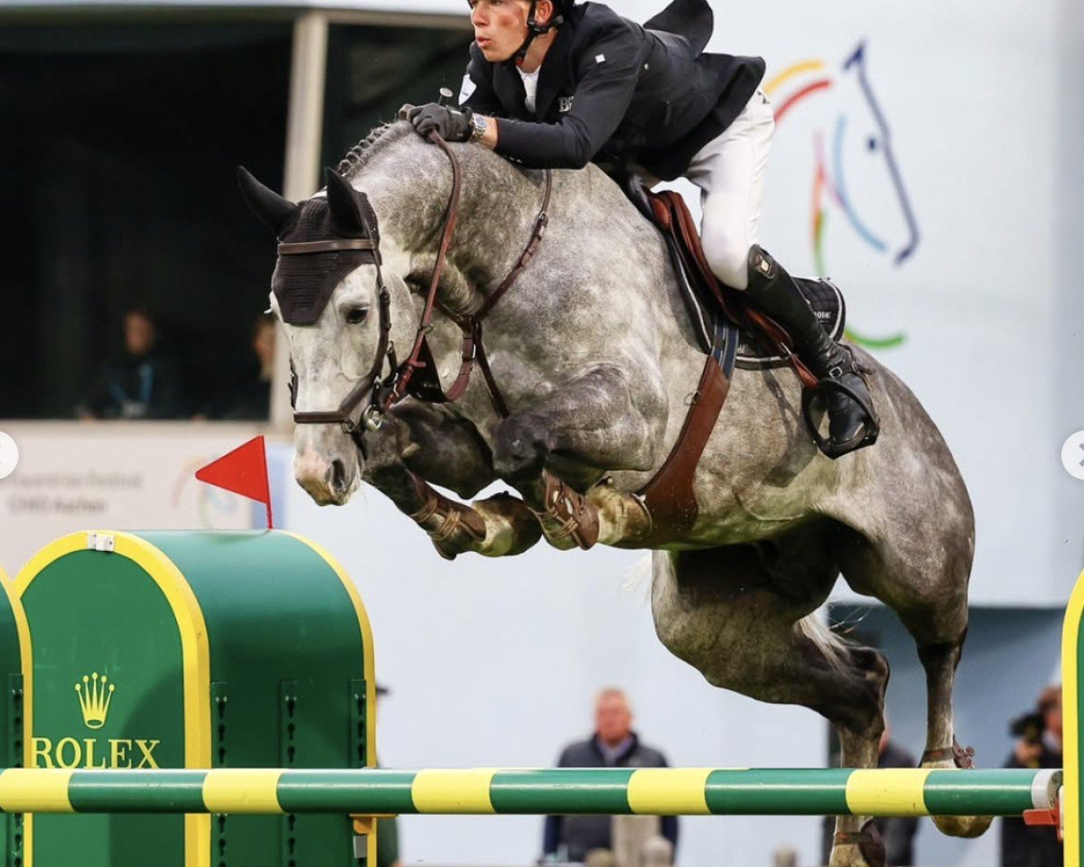 Deckhengst Clear Heart (KWPN (Niederländisches Warmblut), 2015, von Clarimo Ask)