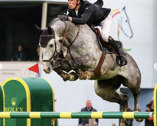 stallion Clear Heart (KWPN (Royal Dutch Sporthorse), 2015, from Clarimo Ask)