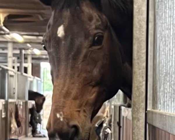 dressage horse Snoopy Hang On 2 (Oldenburg, 2005, from Show Star)