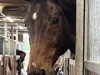 dressage horse Snoopy Hang On 2 (Oldenburg, 2005, from Show Star)