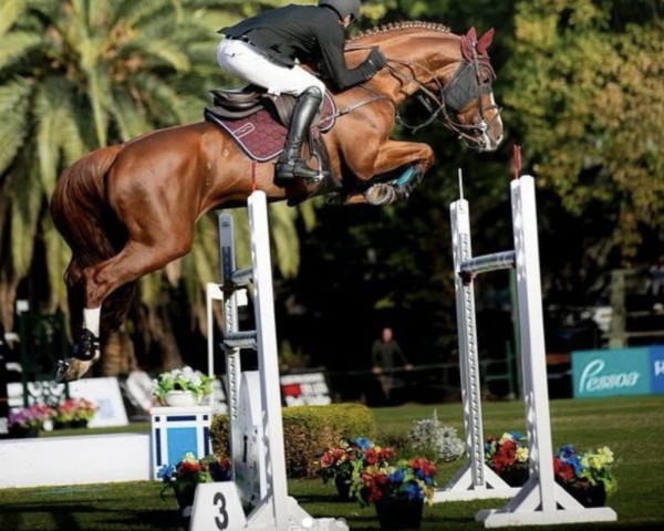 jumper Etino R Z (Zangersheide riding horse, 2011, from Emerald van 't Ruytershof)