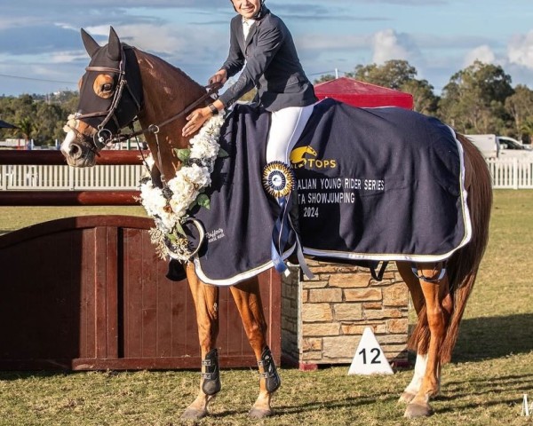 broodmare Notre Dame de Bourguignon (Belgian Warmblood, 2013, from Vigo d'Arsouilles)