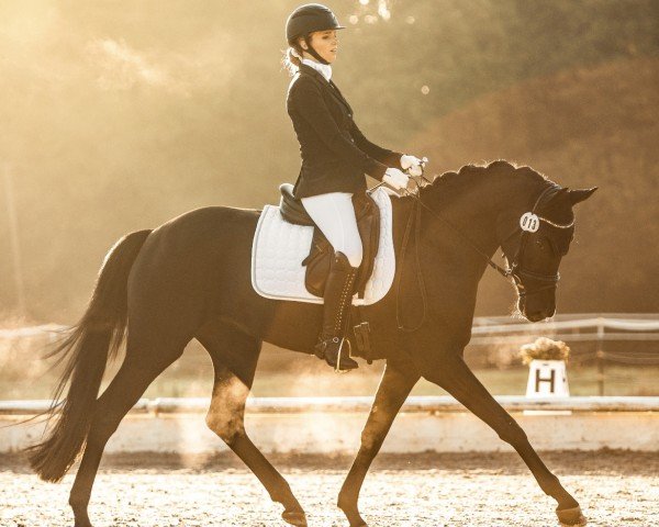 dressage horse Bagheera D (German Sport Horse, 2020, from Baron)