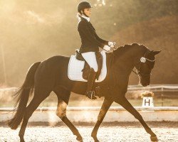 dressage horse Bagheera D (German Sport Horse, 2020, from Blue Hors Baron)