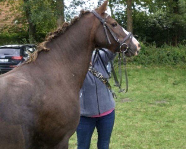 broodmare Ravenna (Welsh-Pony (Section B), 2006, from Dublin N)