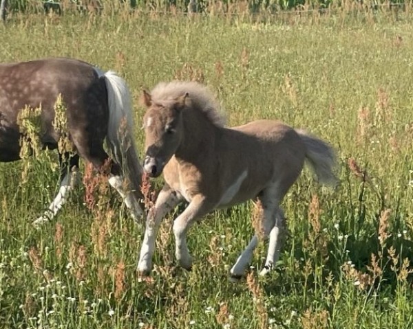 foal by Vaiana (Dt.Part-bred Shetland pony, 2024, from Janikos Armani)