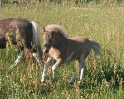 foal by Vaiana (Dt.Part-bred Shetland pony, 2024, from LH Janikos Armani)