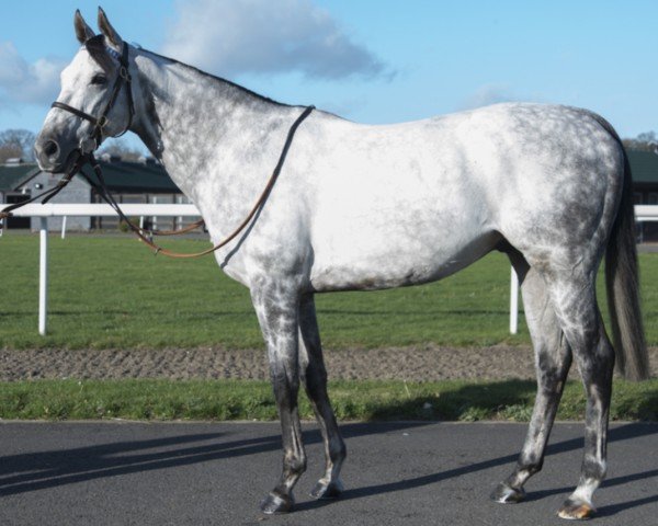 stallion Jimmy two Times (Thoroughbred, 2013, from Kendargent xx)