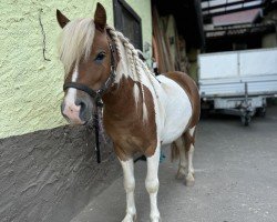 jumper Bueno (Dt.Part-bred Shetland pony, 2022, from Bobo)