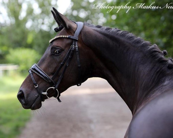 Dressurpferd Romina von Preußen (Trakehner, 2019, von Speedway 7)